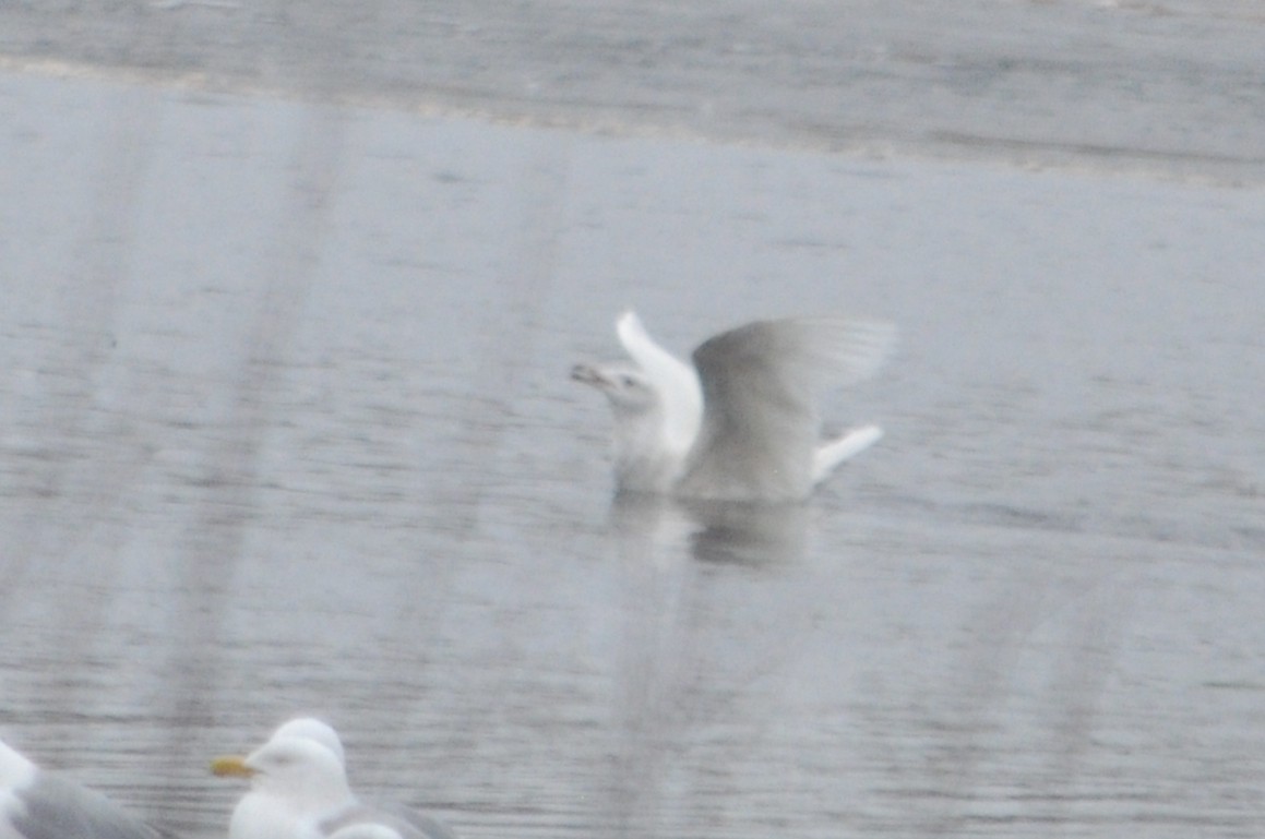 Glaucous Gull - ML447982151