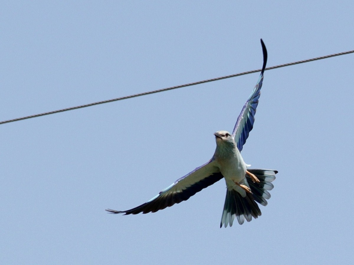 European Roller - ML447982171