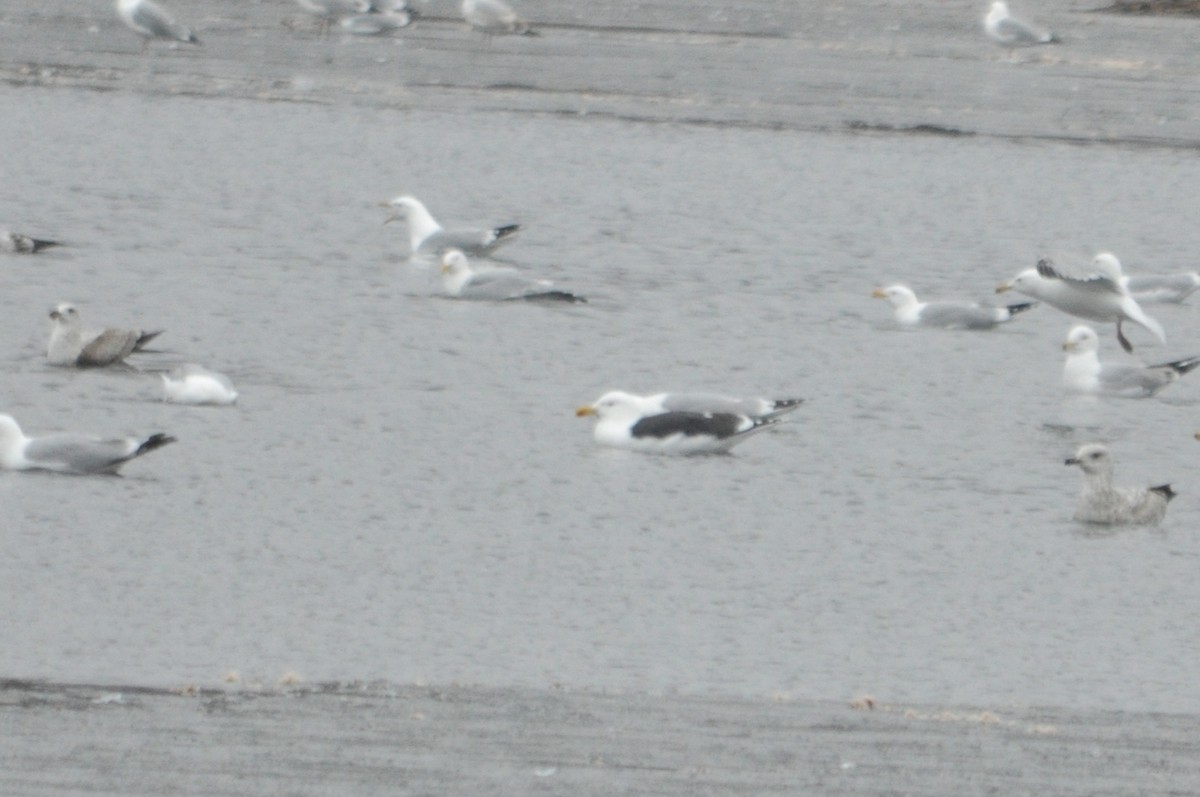 Great Black-backed Gull - 🦜 Daniel Correia 🦜