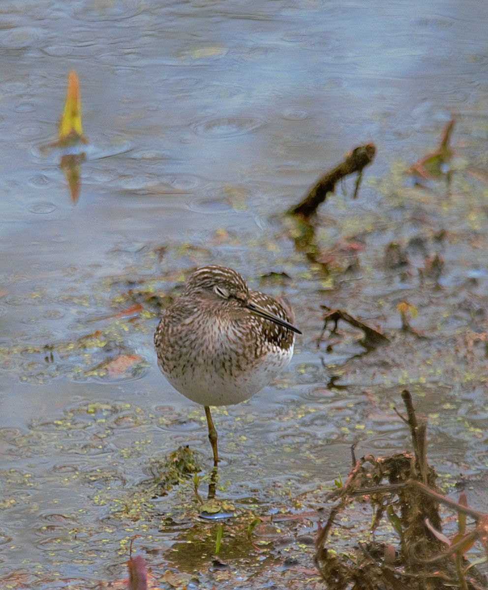 Solitary Sandpiper - ML447982721