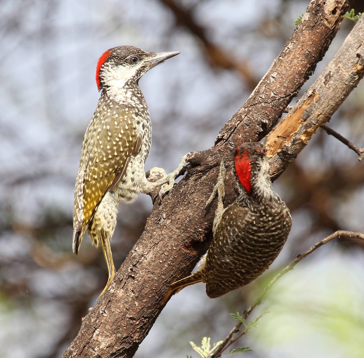 Golden-tailed Woodpecker - Andrey Vlasenko