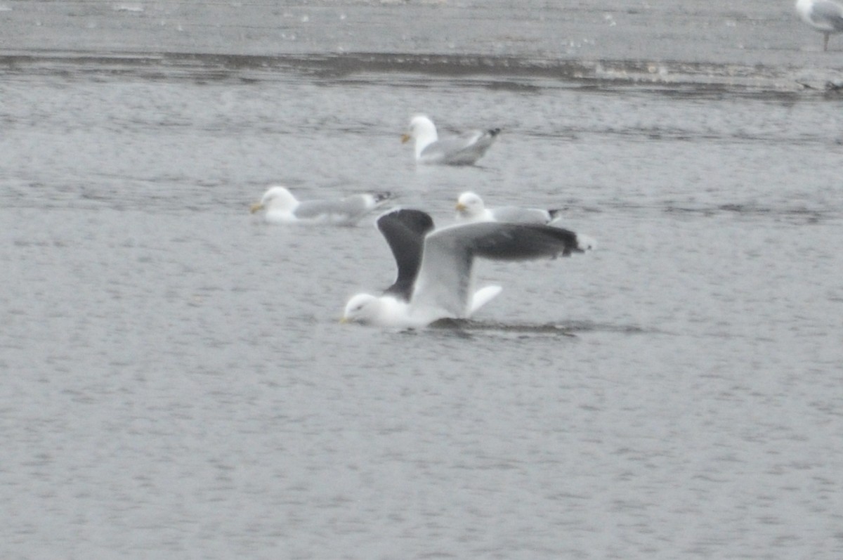 Great Black-backed Gull - ML447983431