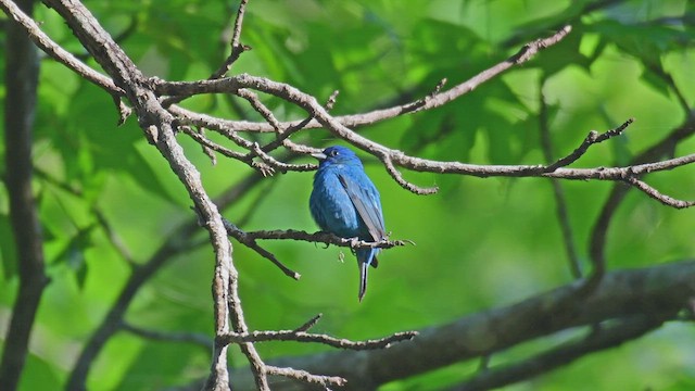 Indigo Bunting - ML447983811