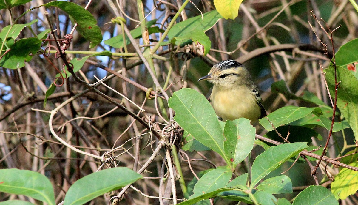 Black-capped Antwren - Nárgila Moura