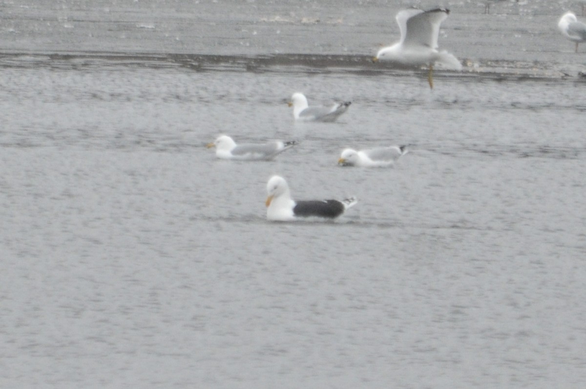 Great Black-backed Gull - ML447984131