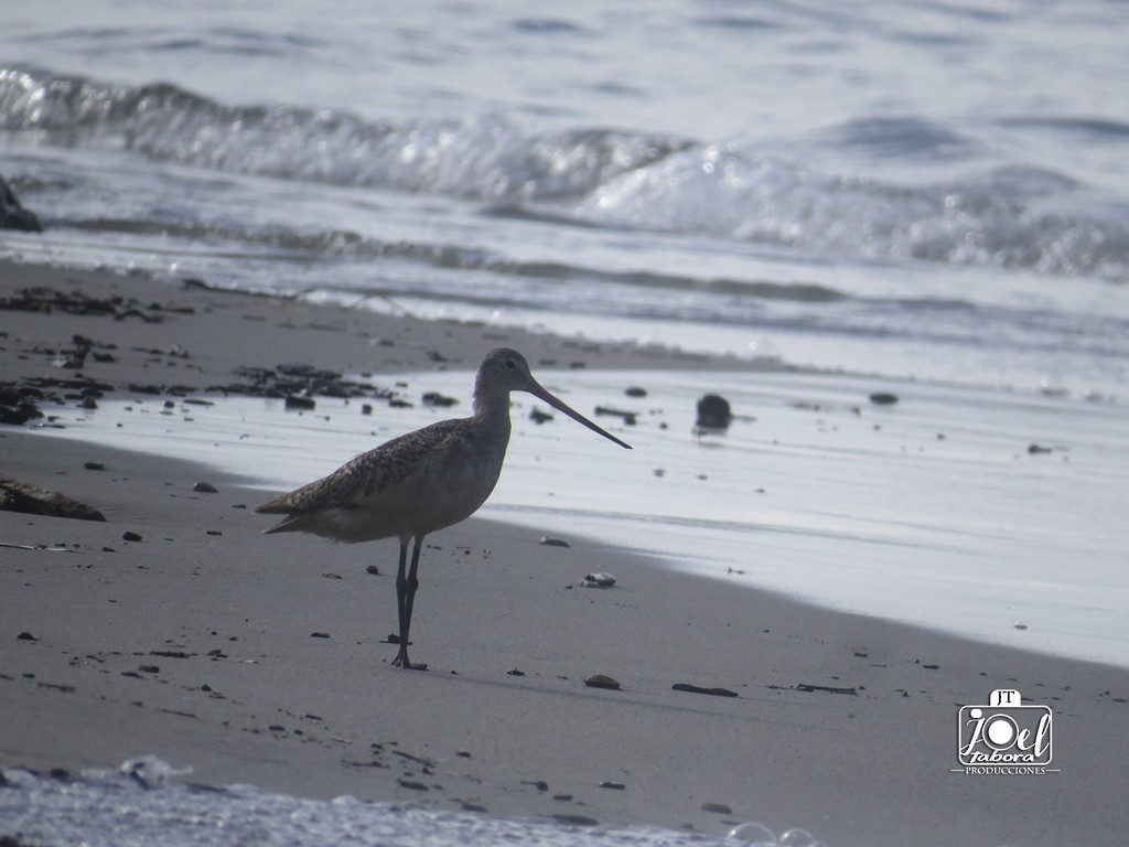 Marbled Godwit - Joel Tabora