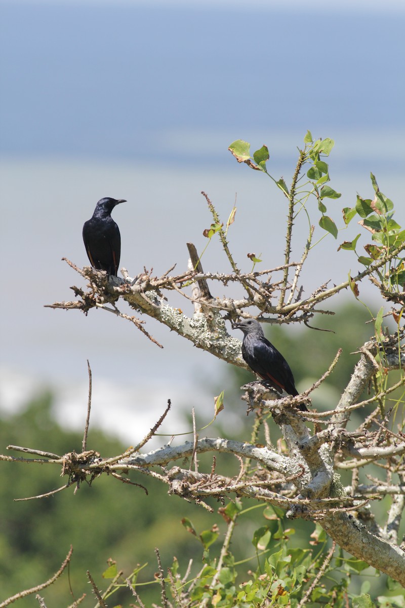 Red-winged Starling - ML447985011