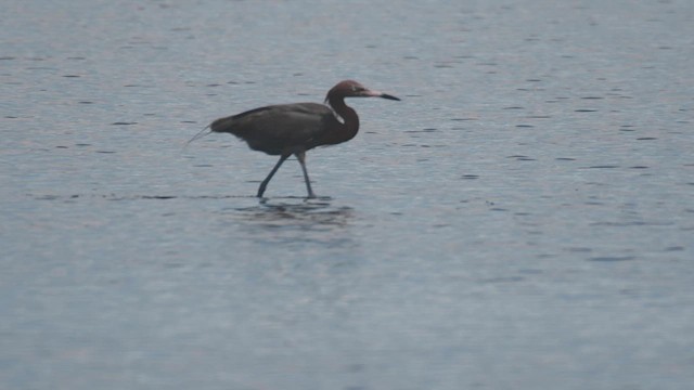 Reddish Egret - ML447986891