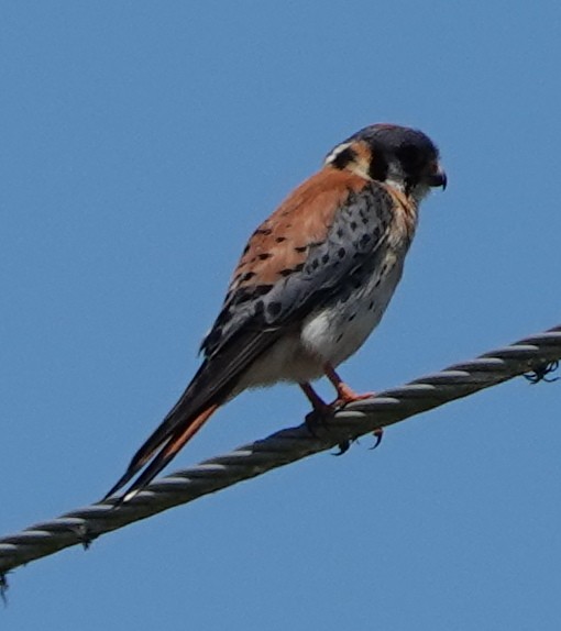 American Kestrel - ML447987081