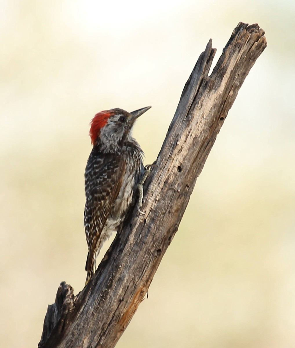 Cardinal Woodpecker - Andrey Vlasenko