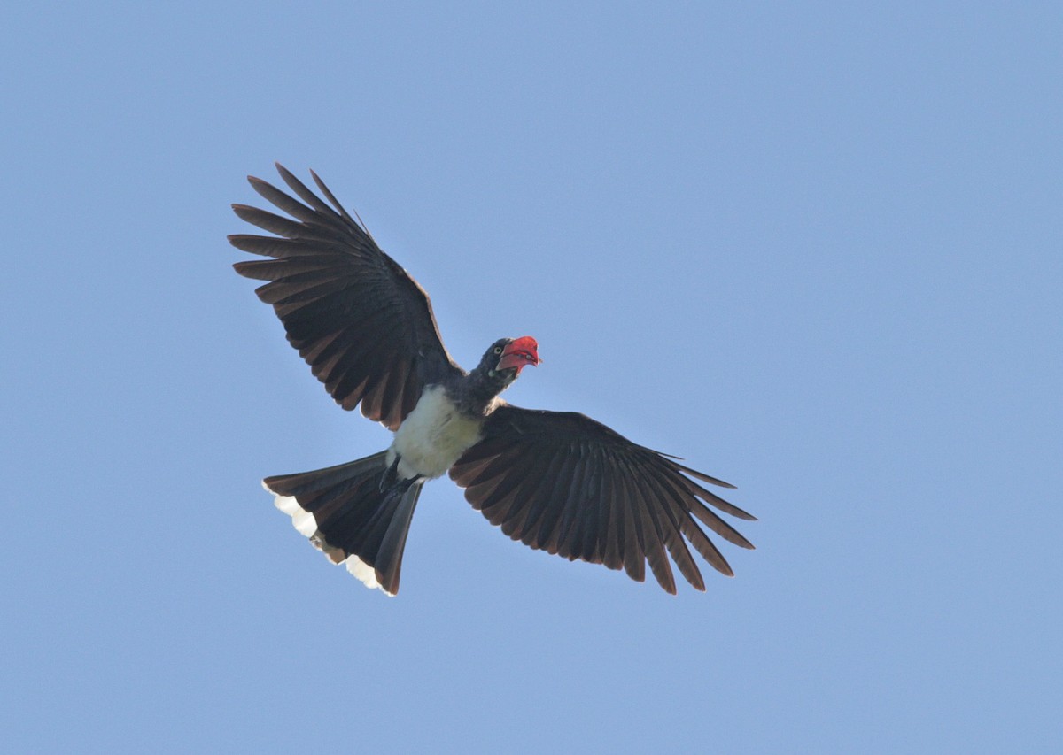 Crowned Hornbill - ML447988471