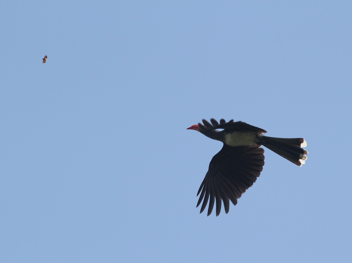 Crowned Hornbill - ML447988481