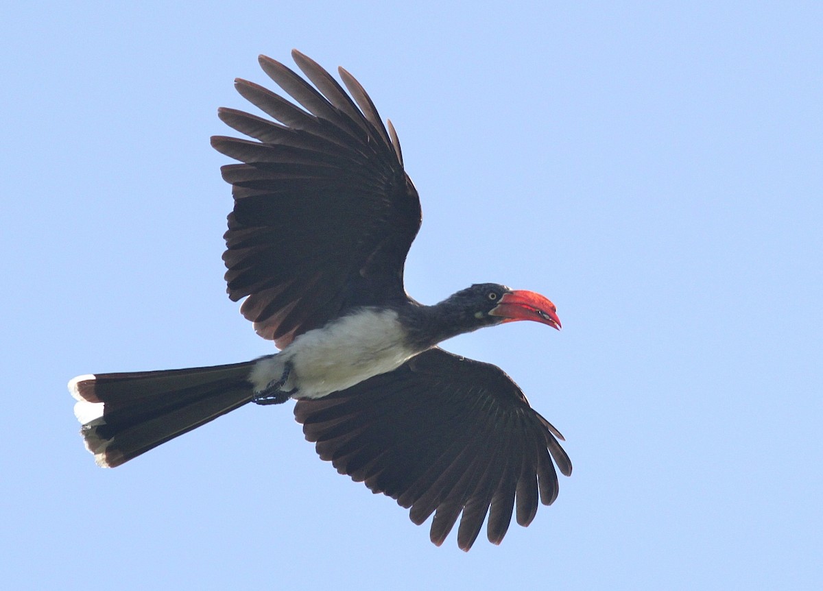 Crowned Hornbill - ML447988501