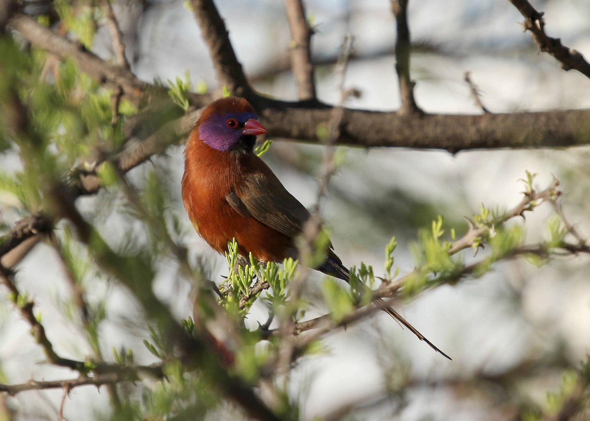 Violet-eared Waxbill - ML44798871