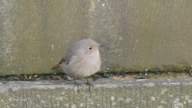 Black Redstart - ML447990191