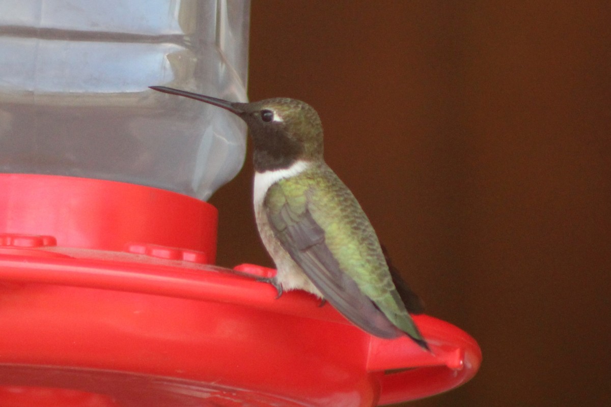 Black-chinned Hummingbird - ML447990611