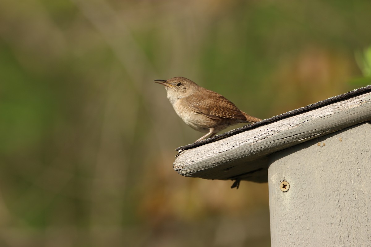 House Wren - ML447991331