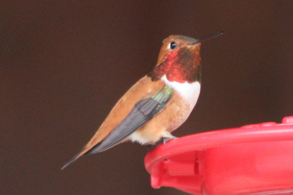 Rufous Hummingbird - ML447991441