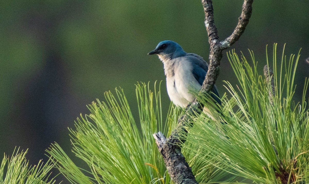 Mexican Jay - ML447991871