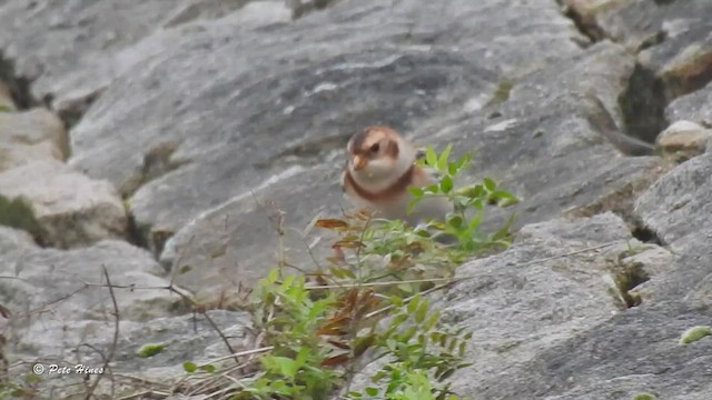 Snow Bunting - ML447992291