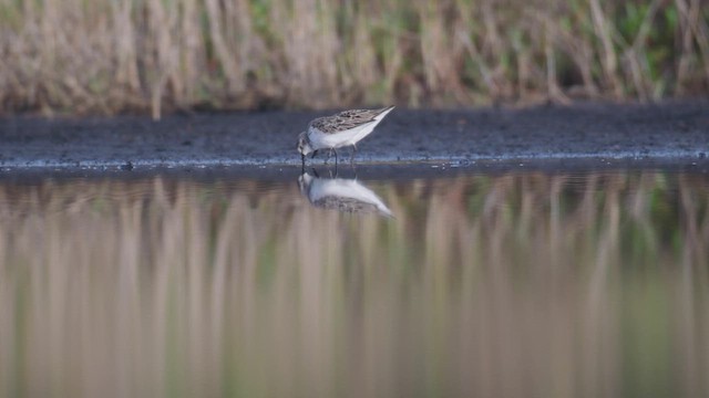 Semipalmated Sandpiper - ML447992441