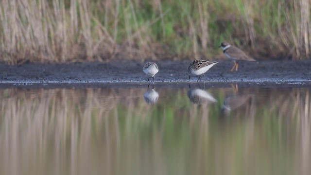 Semipalmated Sandpiper - ML447992571