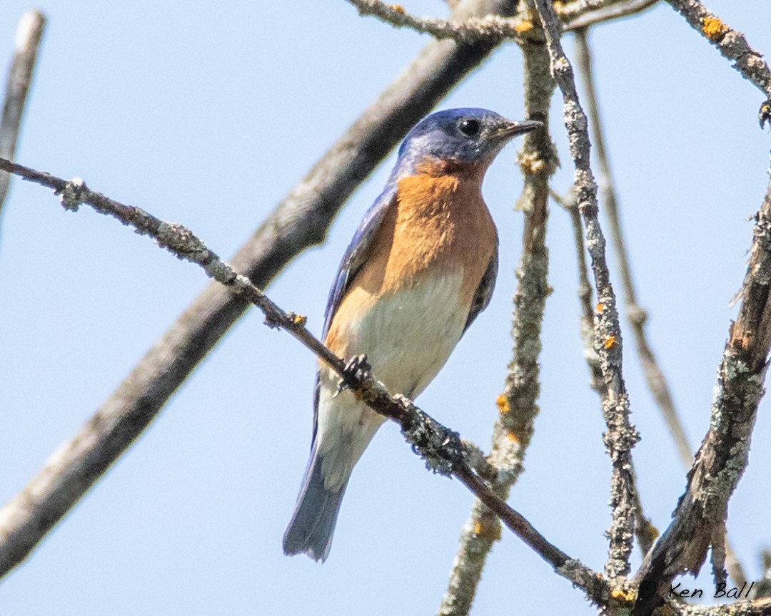 Eastern Bluebird - ML447992611
