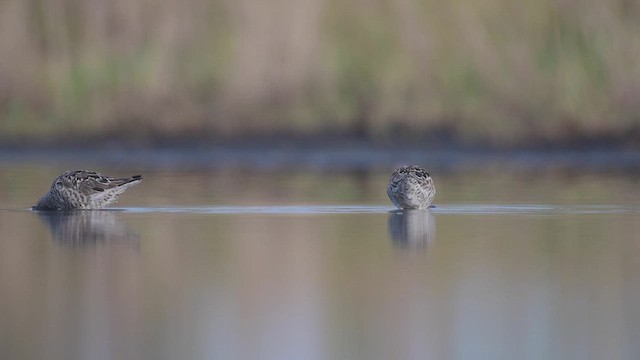 Bécasseau à échasses - ML447993101