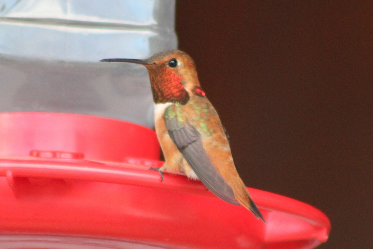 Rufous Hummingbird - Sean Cozart