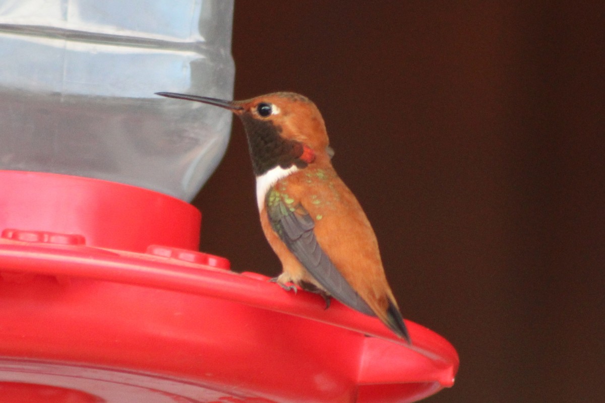 Rufous Hummingbird - ML447993681