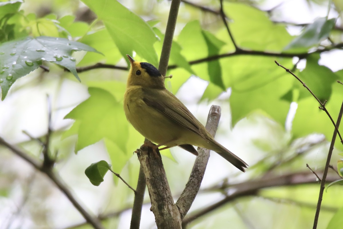 Wilson's Warbler - ML447993961