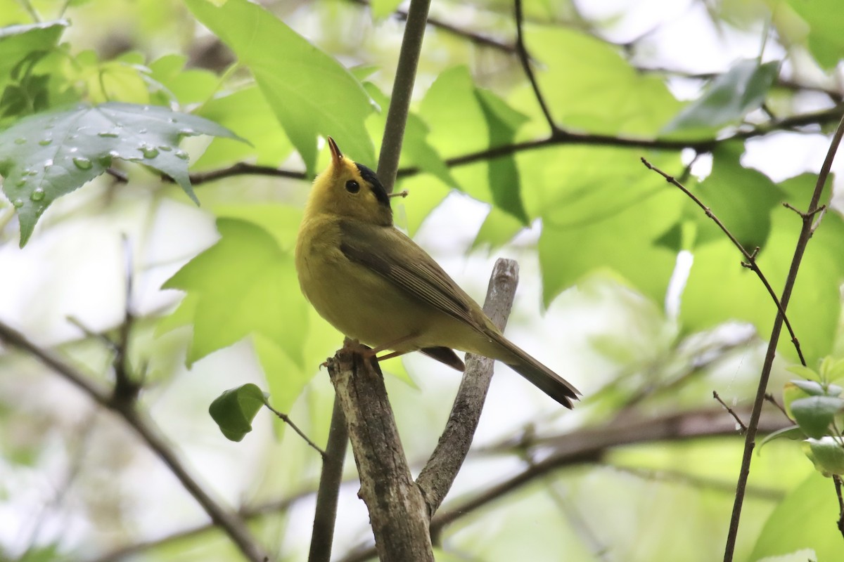 Wilson's Warbler - ML447993971