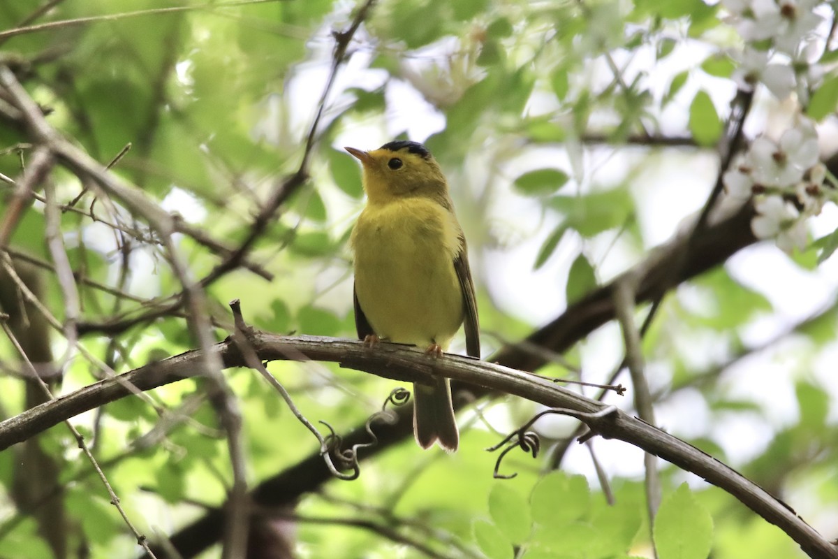 Wilson's Warbler - ML447993981