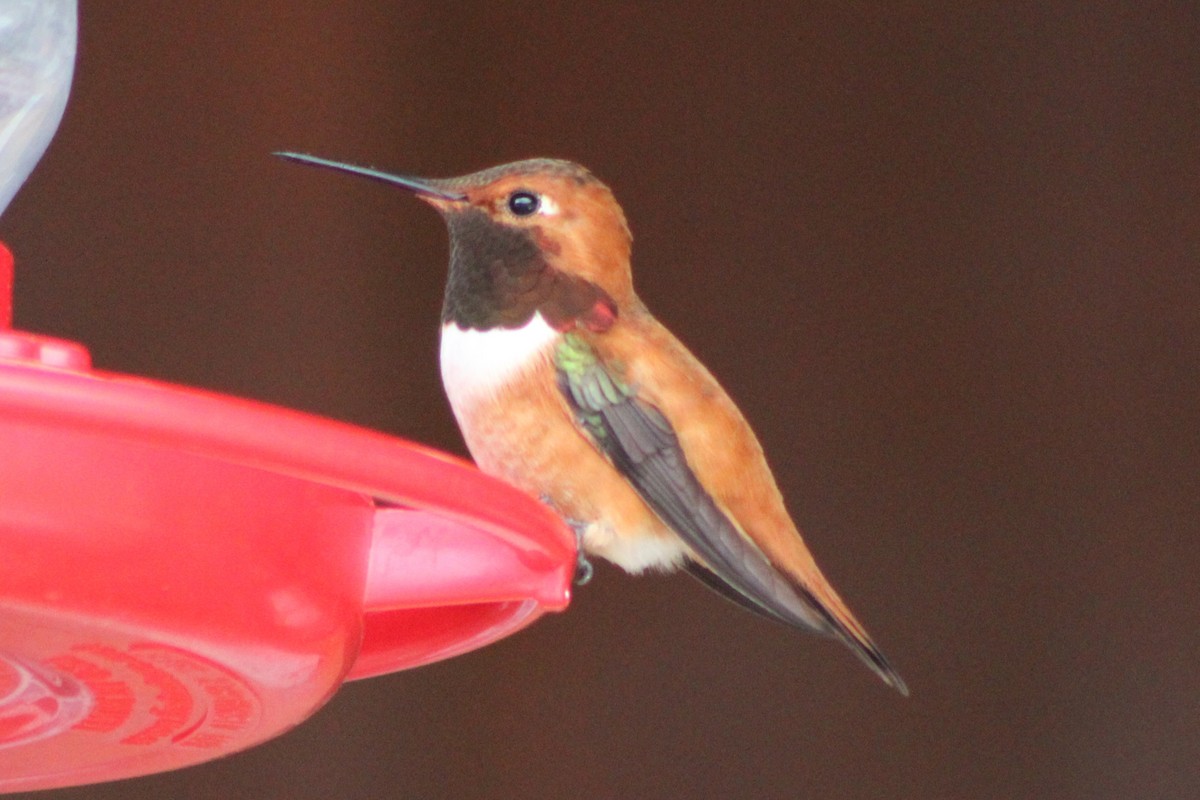 Rufous Hummingbird - ML447994431