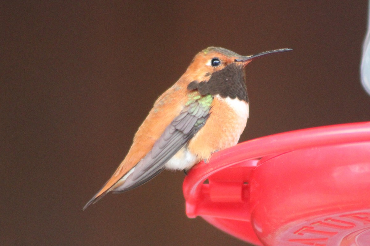 Rufous Hummingbird - ML447994621