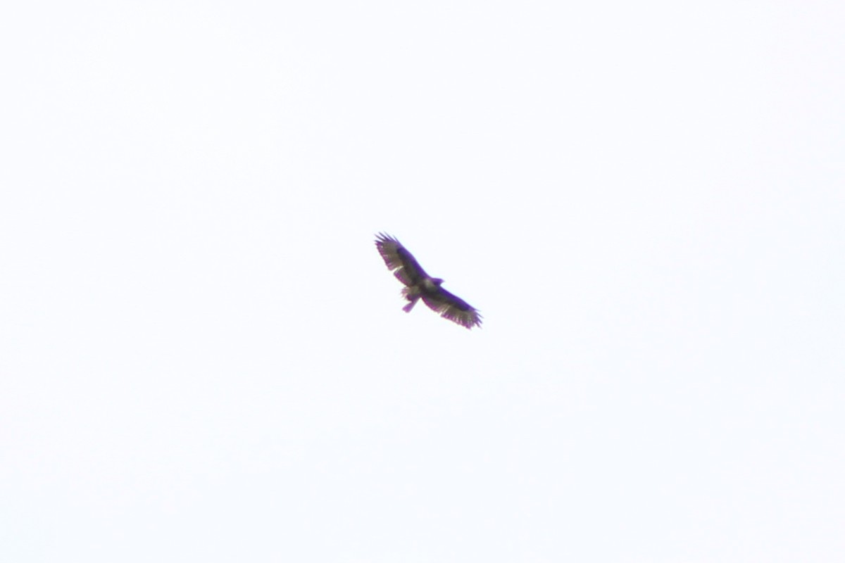 Red-tailed Hawk (calurus/alascensis) - ML447996141