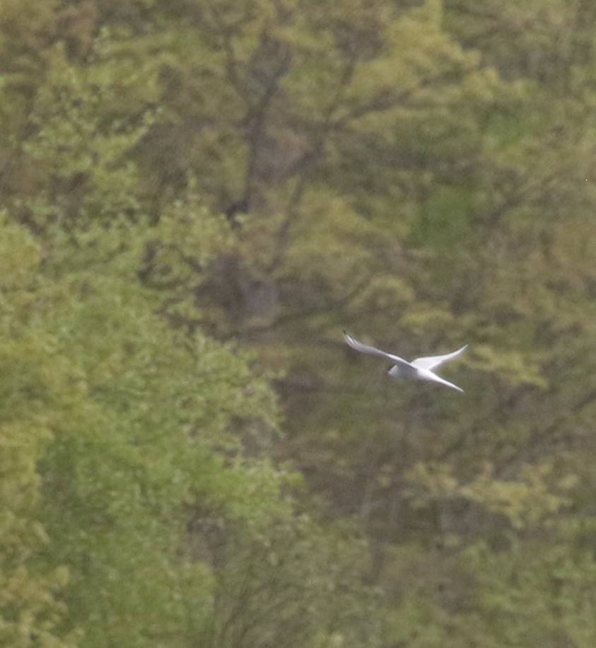 Arctic Tern - ML447996351