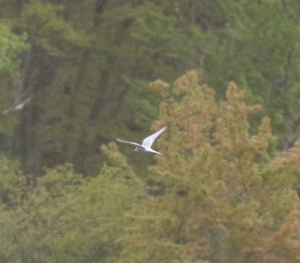 Arctic Tern - ML447996371