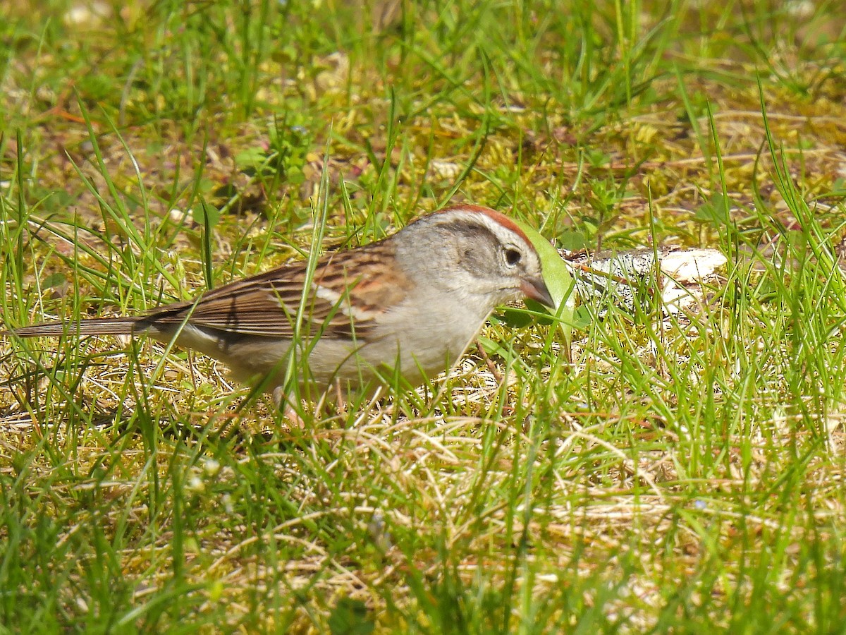 Chipping Sparrow - Bill Nolting