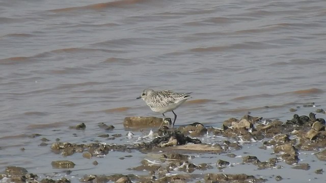 Black-bellied Plover - ML447998351