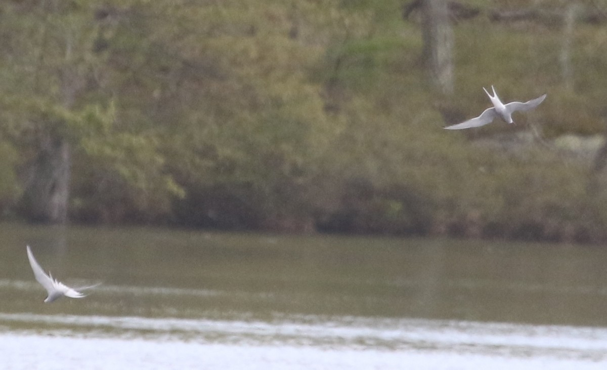 Arctic Tern - ML447998501