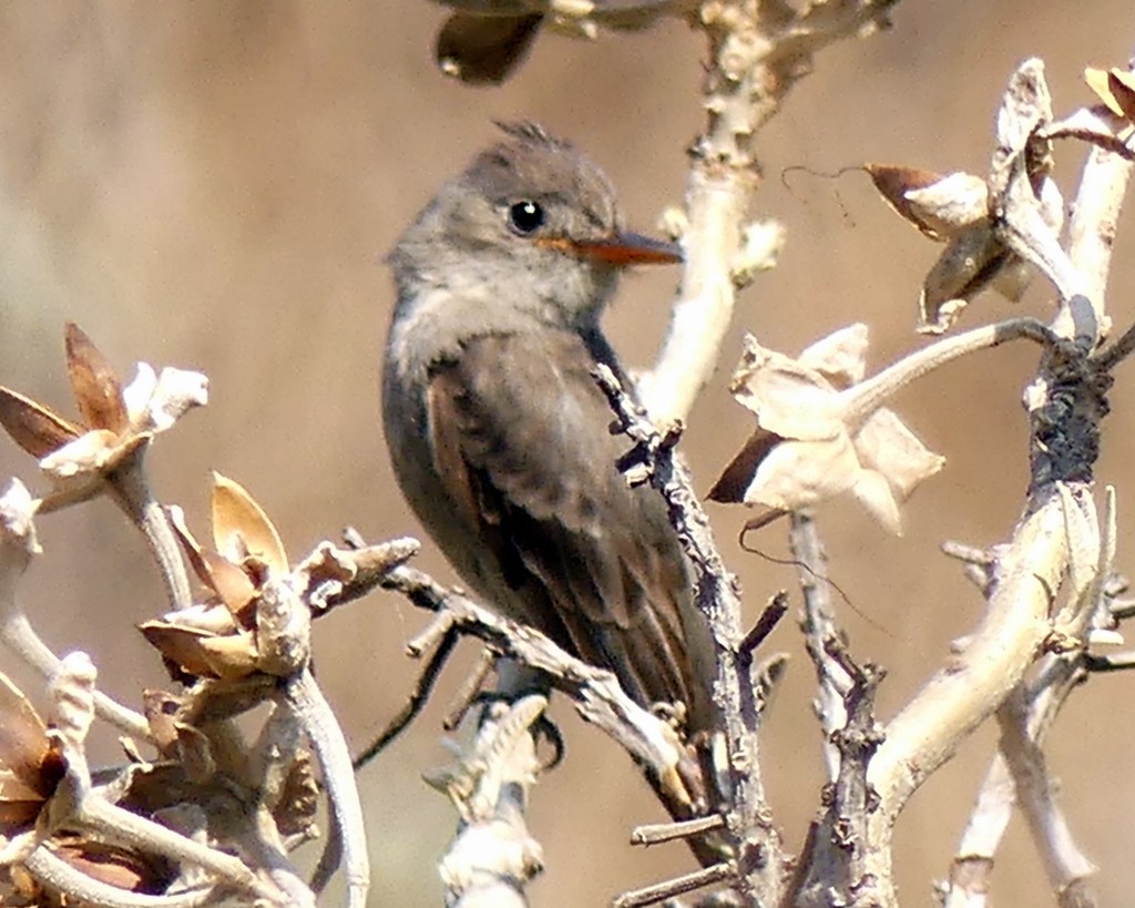 Greater Pewee - ML448000881