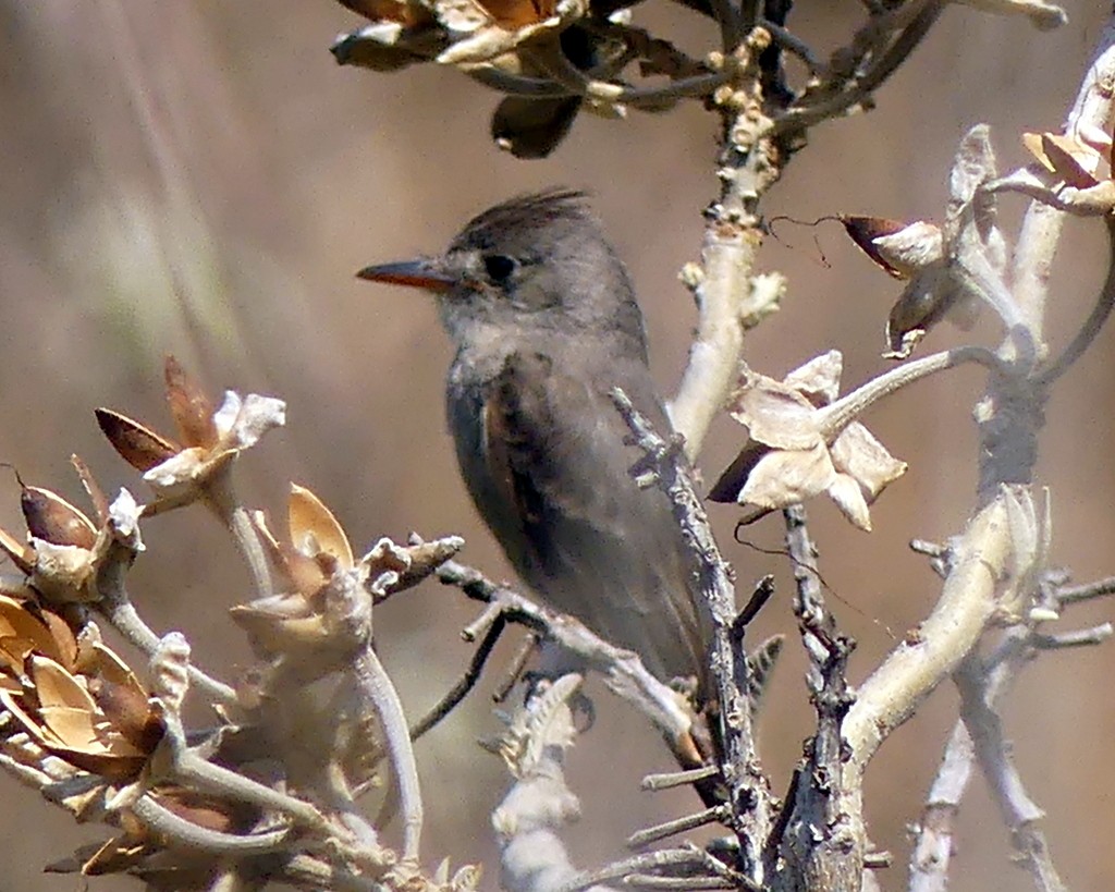 Greater Pewee - ML448000961