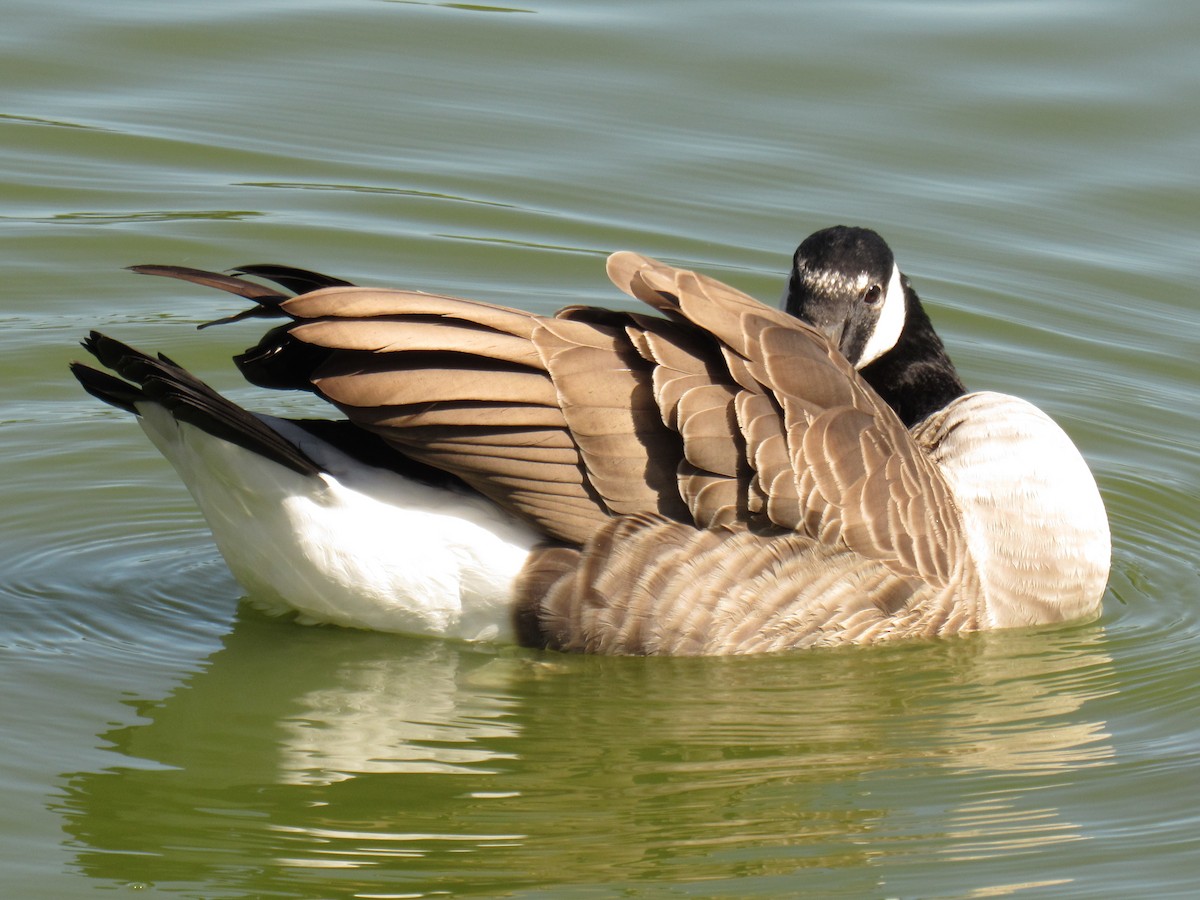 Canada Goose - ML448001191