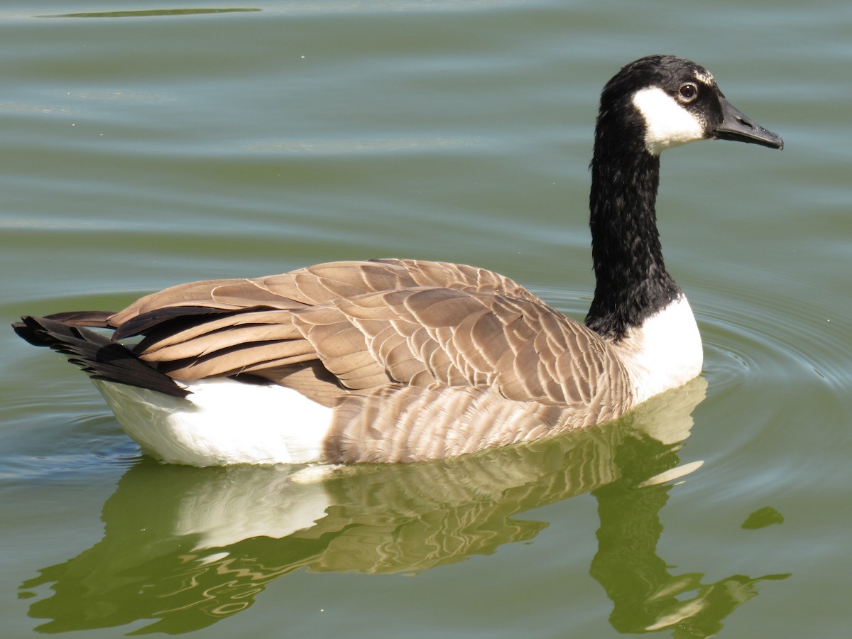 Canada Goose - ML448001221