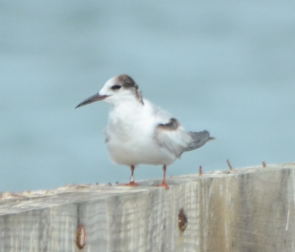 Common Tern - Duncan Mullis