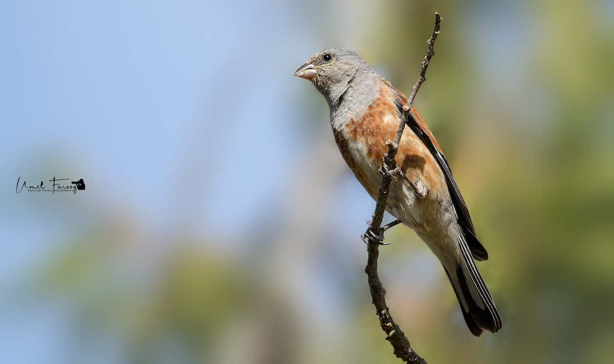 Yemen Linnet - Umer Farooq(World and the Wild Team)