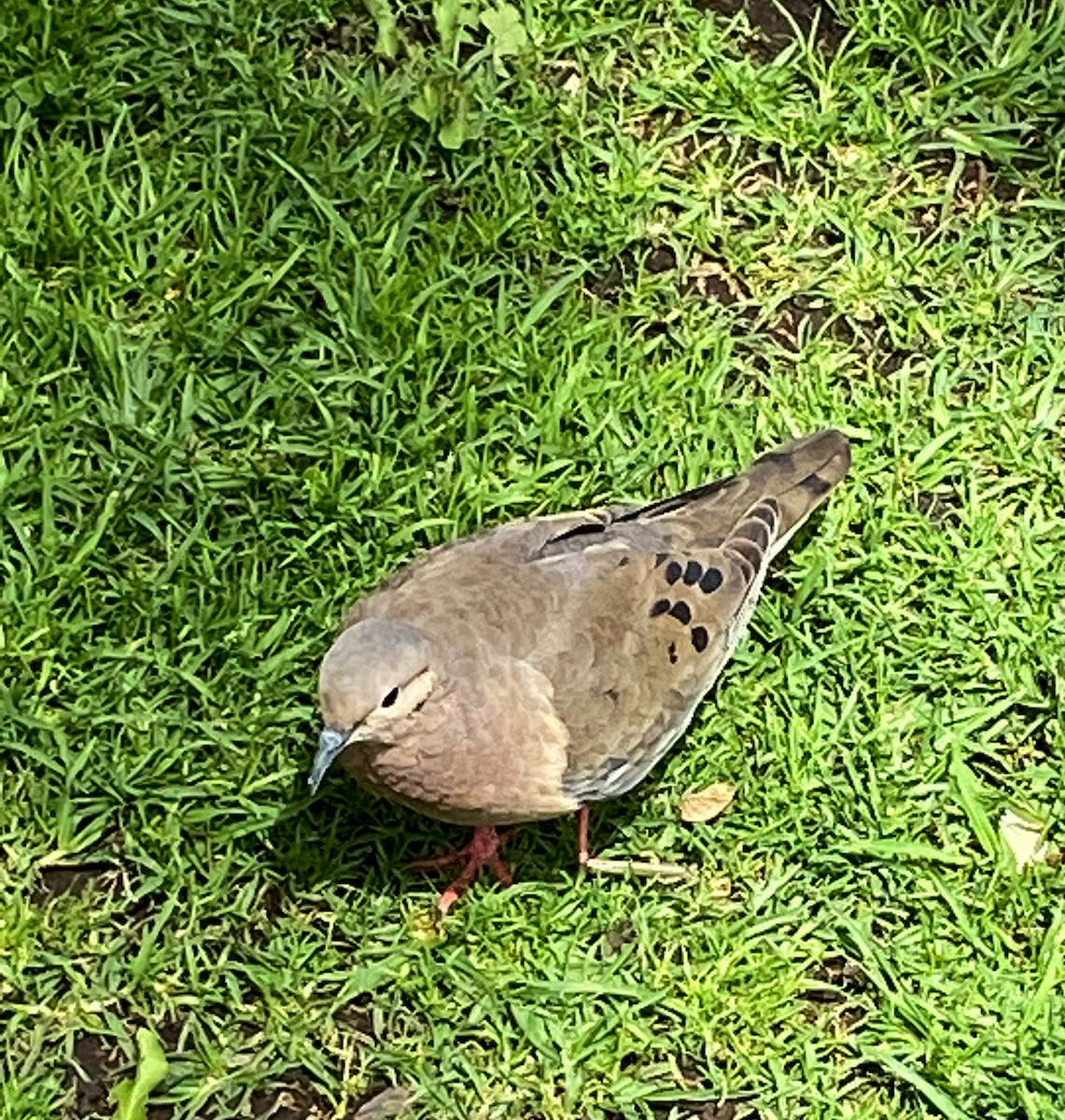 Eared Dove - Nick Nepokroeff