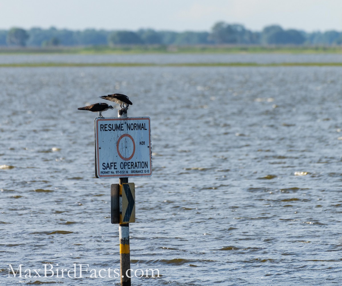 Osprey - Maxfield Weakley