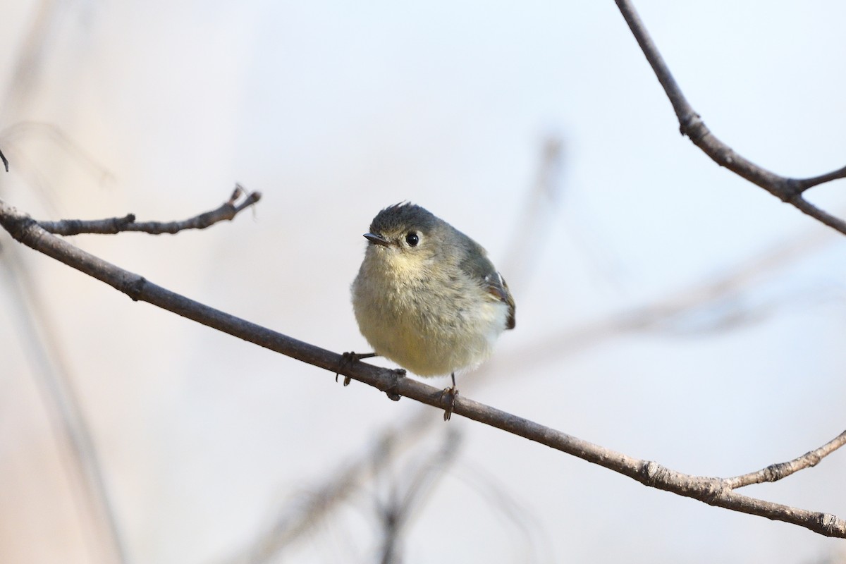 Ruby-crowned Kinglet - ML448009101